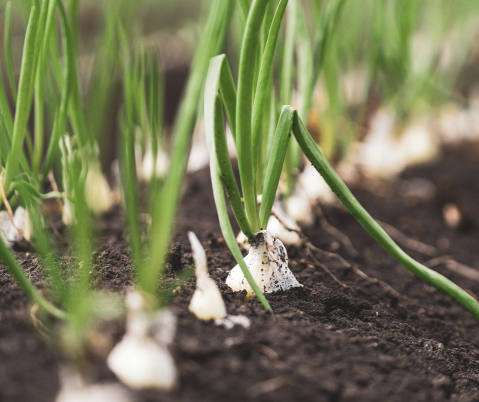Proteīna čipsi Sour Cream & Onion  NänoSupps