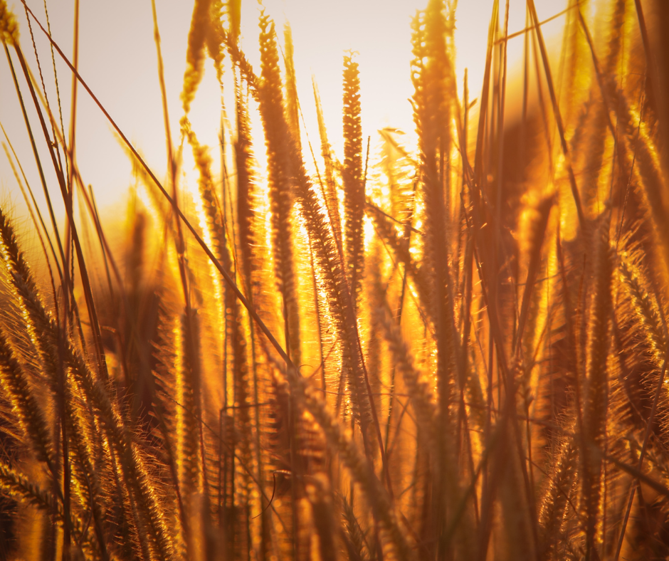 BRŪNO RĪSU PROTEĪNS ICONFIT 250gr