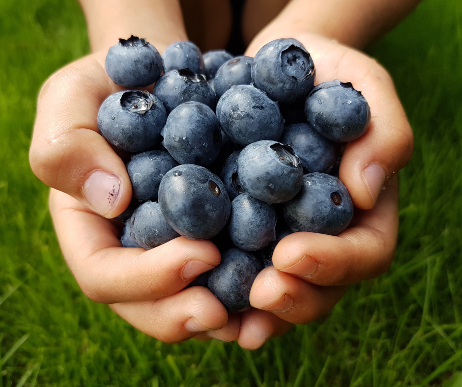 Olu baltuma протеиновые батонины Blueberry PULS (20x50г)