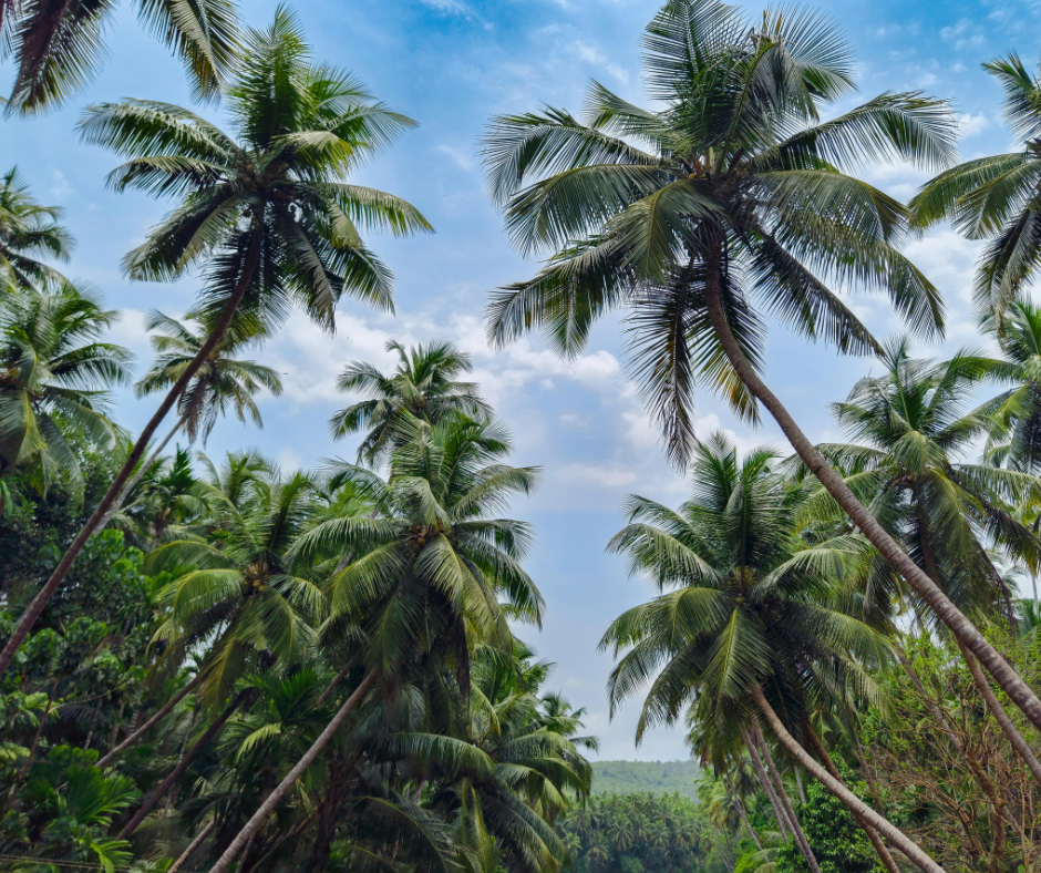 ŽĀVĒTS KOKOSRIEKSTS AR NEKTĀRU ECO FRESH 100gr
