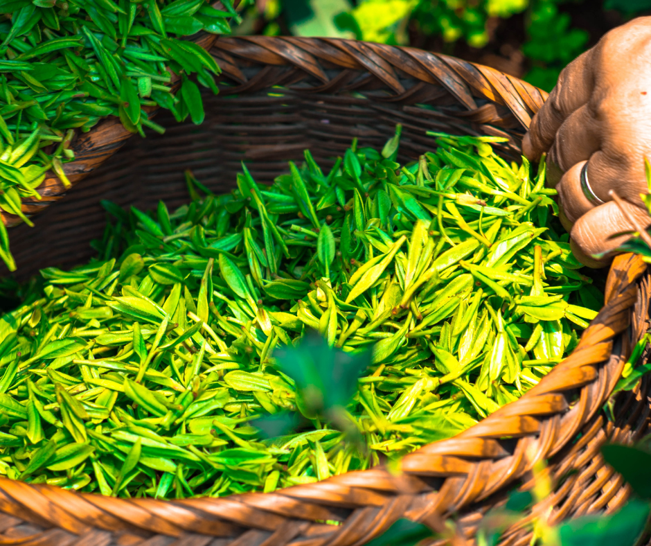 Maisījums dzērienu pagatavošanai BOLERO zaļā ledus tēja (12x8gr)