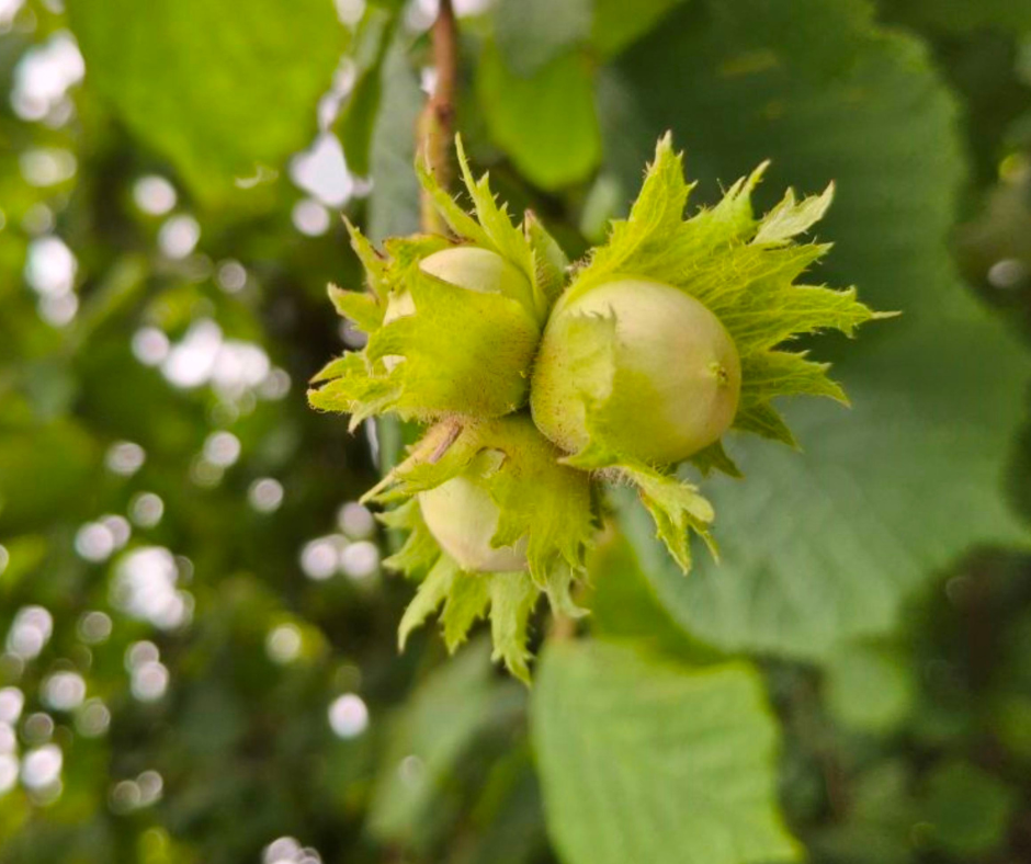 PROTEĪNA BATONIŅŠ, LAZDU RIEKSTI/ŠOKOLĀDE OH!GOOD 60g.