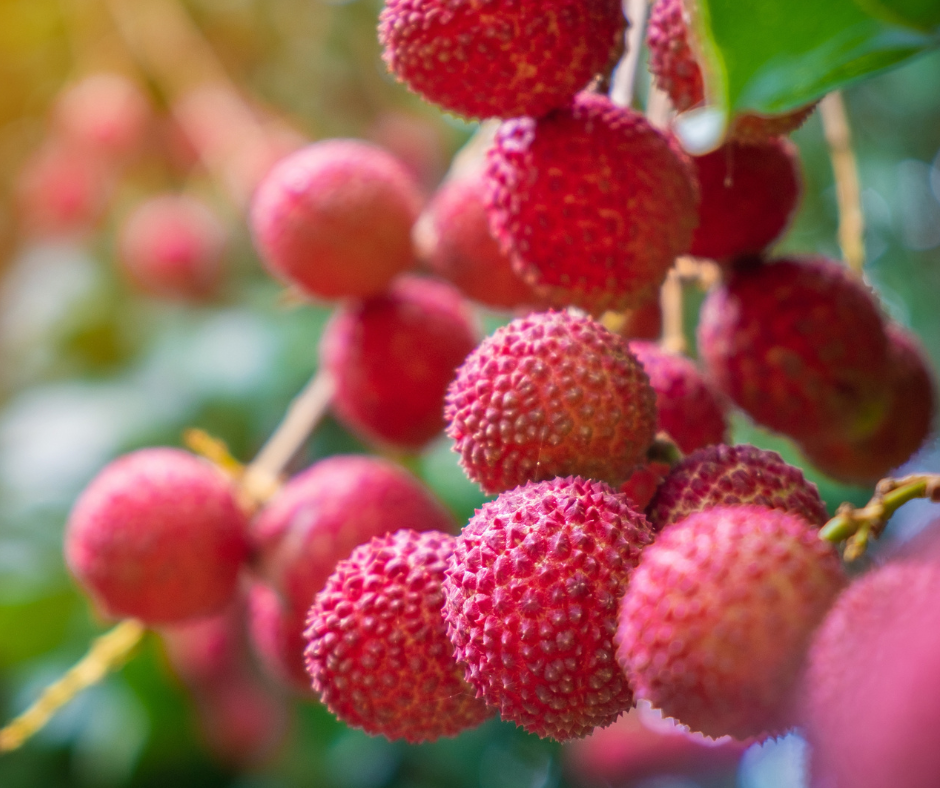 Maisījums dzērienu pagatavošanai BOLERO mango-līčijas zaļā ledus tēja (12x8gr)