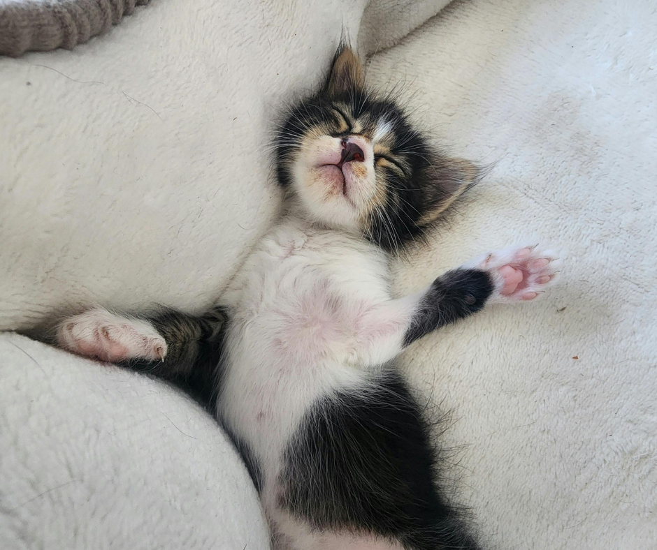 КАПСУЛЫ ДЛЯ СНА ICONFIT - НАСТРОЙКА СНА НА 3 МЕСЯЦА