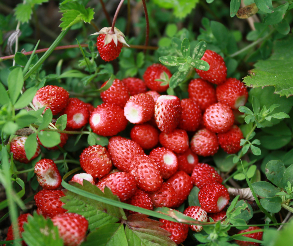 1 + 1 MEŽA ZEMEŅU SŪKALU PROTEĪNS 80 ICONFIT 1kg + 1kg